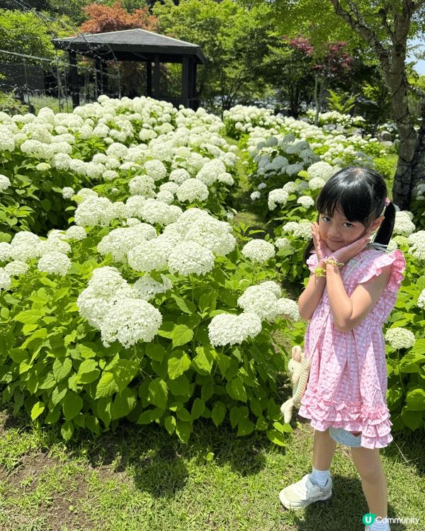 日本山梨縣睇富士山唔係淨係冬天先啱嘅，就好似呢個「花之都公園...