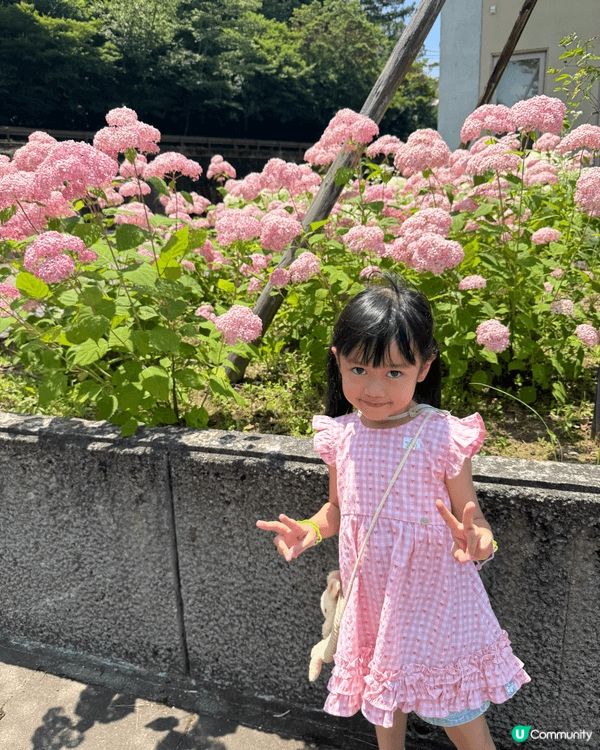 日本山梨縣睇富士山唔係淨係冬天先啱嘅，就好似呢個「花之都公園...