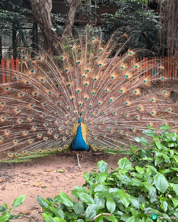 雖然炎炎夏日，但係無阻我去長隆動物園嘅心情，睇吓得意嘅動物。...