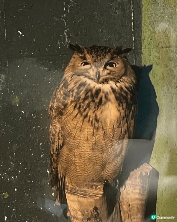 雖然炎炎夏日，但係無阻我去長隆動物園嘅心情，睇吓得意嘅動物。...
