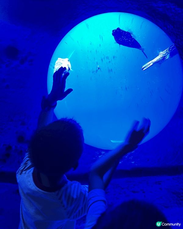 這裏是深圳前海海底世界，是一個剛剛開業的海洋館，當日超級多人...