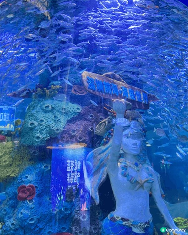 這裏是深圳前海海底世界，是一個剛剛開業的海洋館，當日超級多人...