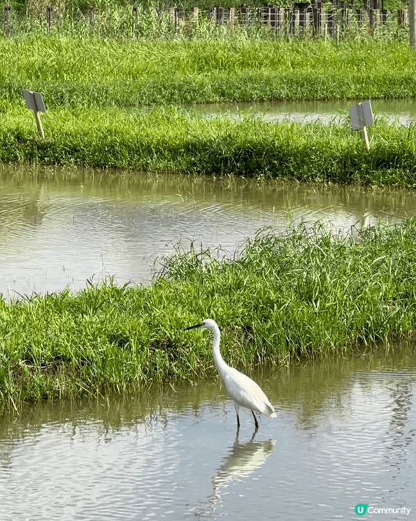 剛剛入夏嘅時候就去左位於上水嘅塱原自然生態公園！呢度可以睇到...