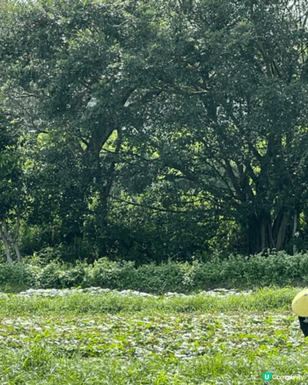 剛剛入夏嘅時候就去左位於上水嘅塱原自然生態公園！呢度可以睇到...