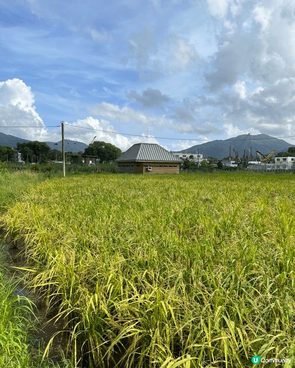 剛剛入夏嘅時候就去左位於上水嘅塱原自然生態公園！呢度可以睇到...
