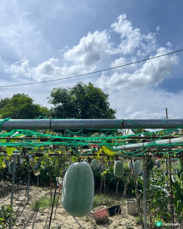 剛剛入夏嘅時候就去左位於上水嘅塱原自然生態公園！呢度可以睇到...