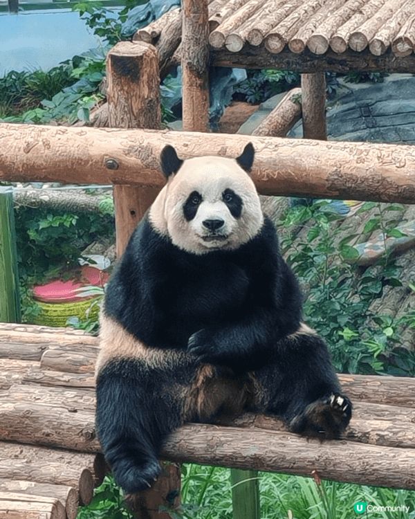 大連三寶通常是指居住在大連森林動物園的三隻超人氣大貓熊：金虎...
