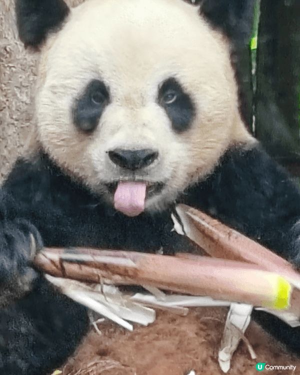 大連三寶通常是指居住在大連森林動物園的三隻超人氣大貓熊：金虎...