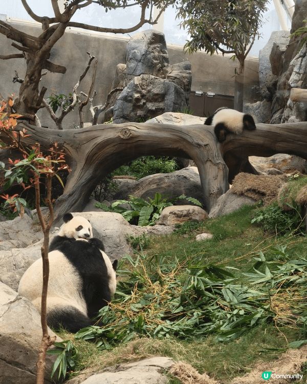 夏天梗係去香港海洋公園啦，由朝玩到晚無悶場，朝早先參加夏日歷...