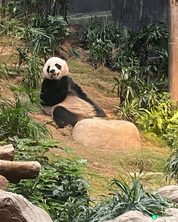 海洋公園係香港歷史悠久且最具代表性的非牟利主題樂園，結合了海...