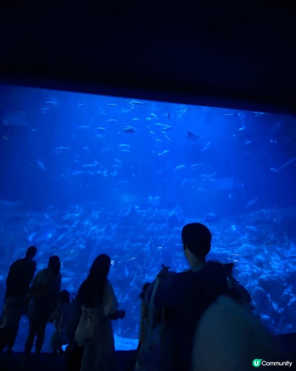 海洋公園係香港歷史悠久且最具代表性的非牟利主題樂園，結合了海...