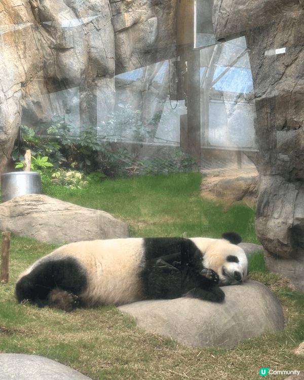 夏天去海洋公園不為過！可以邊歎冷氣邊探可愛既熊貓加加，德德，...