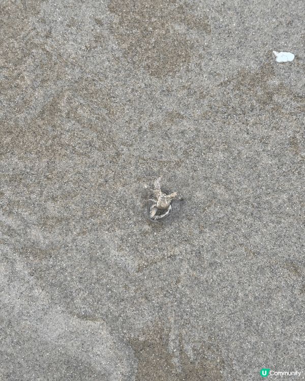 夏日海邊日落，海浪相伴，沙灘藏著小螃蟹，晚風溫柔又治癒，氛圍...