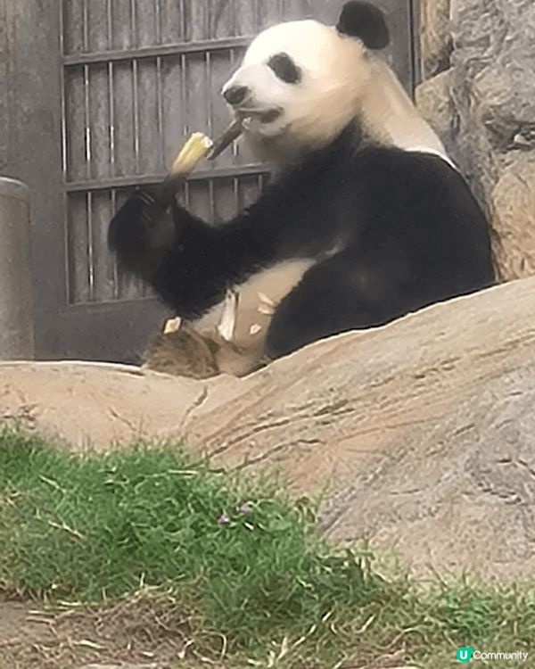 生日時去了海洋公園探訪加加得得，最喜歡看牠們食嘢的可愛樣子