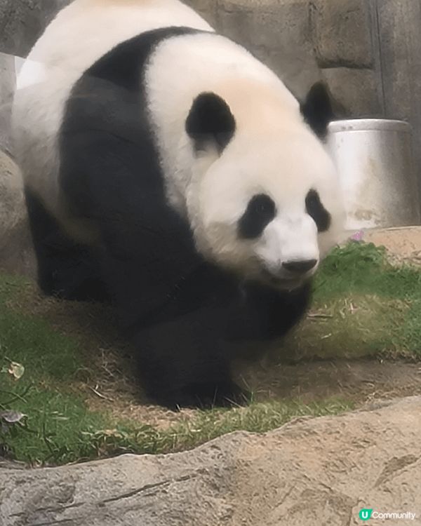 生日時去了海洋公園探訪加加得得，最喜歡看牠們食嘢的可愛樣子