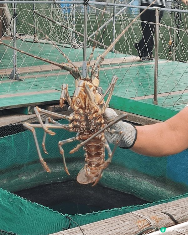 位於西貢黃石碼頭距離不遠嘅魚排(漁家漁場）, 有新鮮海魚 養...