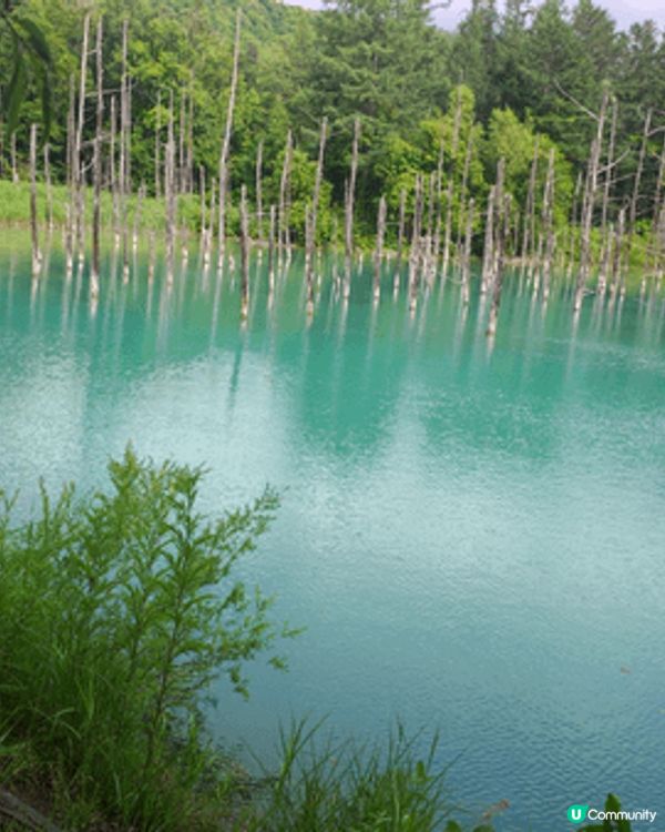 暑期去了北海道亂駕遊，開心舒服，減壓日日食訓玩買。好不捨回港...