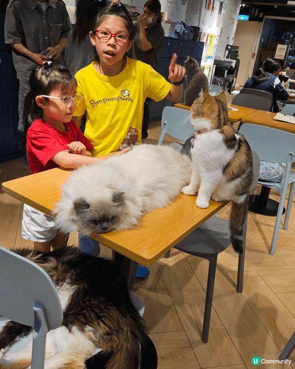 夏天帶小孩活動，去貓Cafe 可以增加小孩同動物互動，令她們...