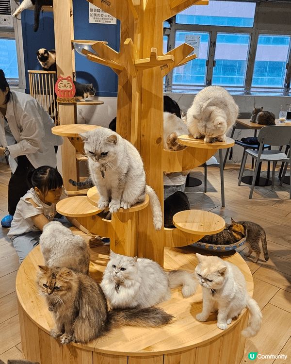 夏天帶小孩活動，去貓Cafe 可以增加小孩同動物互動，令她們...