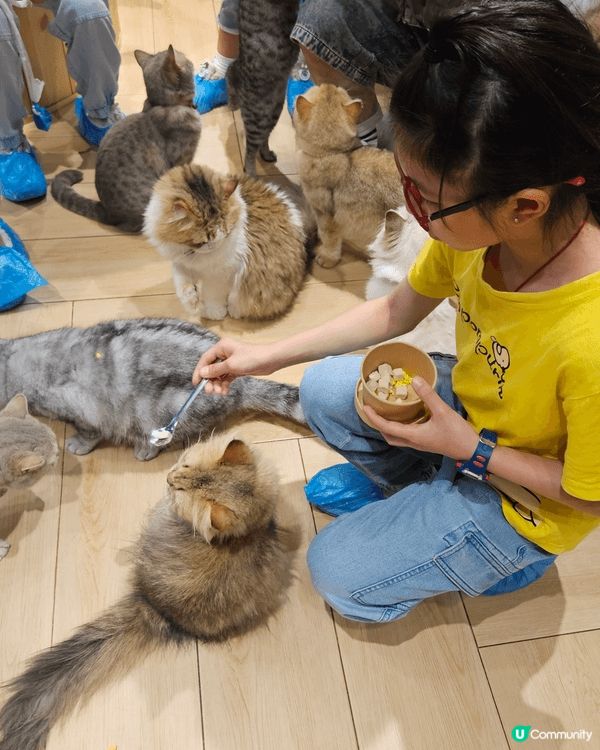 夏天帶小孩活動，去貓Cafe 可以增加小孩同動物互動，令她們...