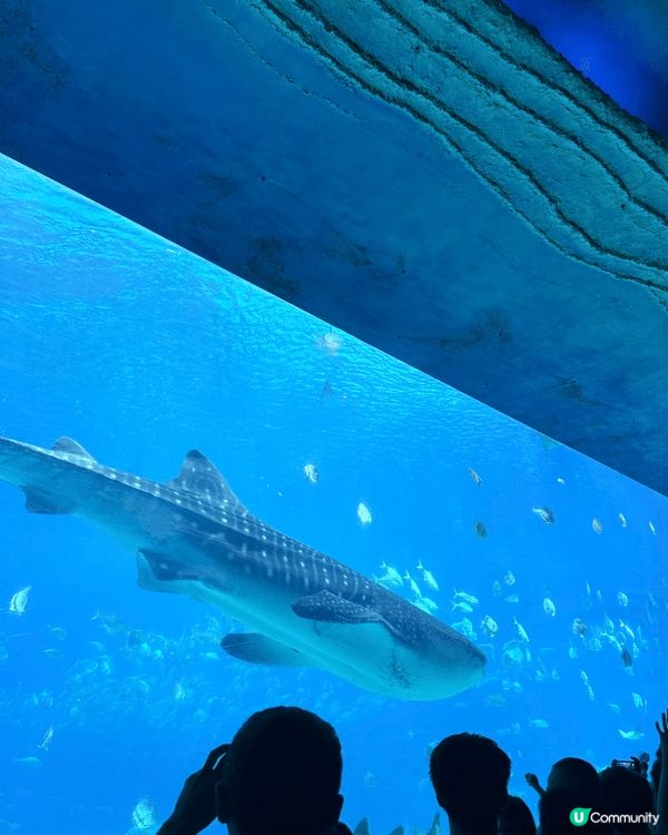 暑假自駕去珠海長隆睇鯨鯊及多個水上動物，讓孩子親身體驗感受。...