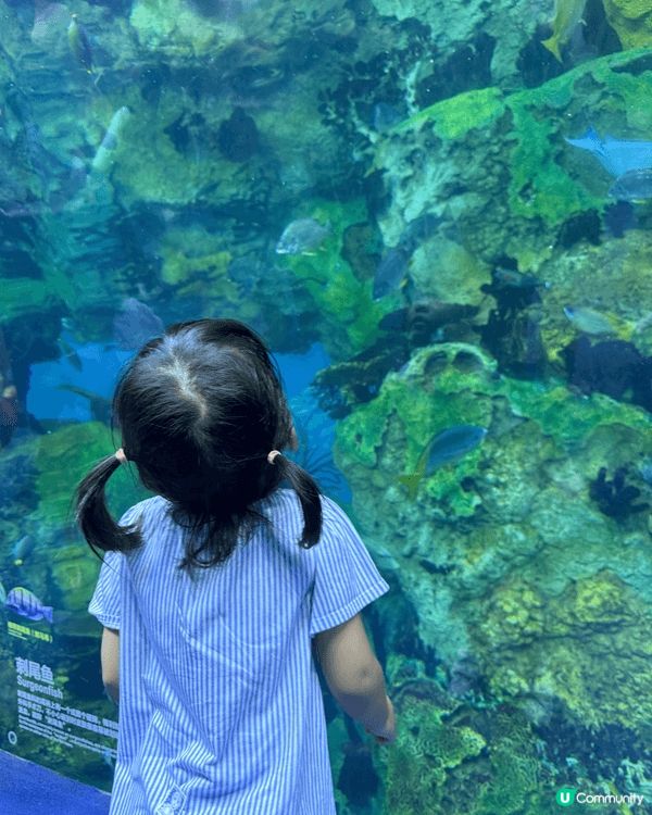暑假自駕去珠海長隆睇鯨鯊及多個水上動物，讓孩子親身體驗感受。...