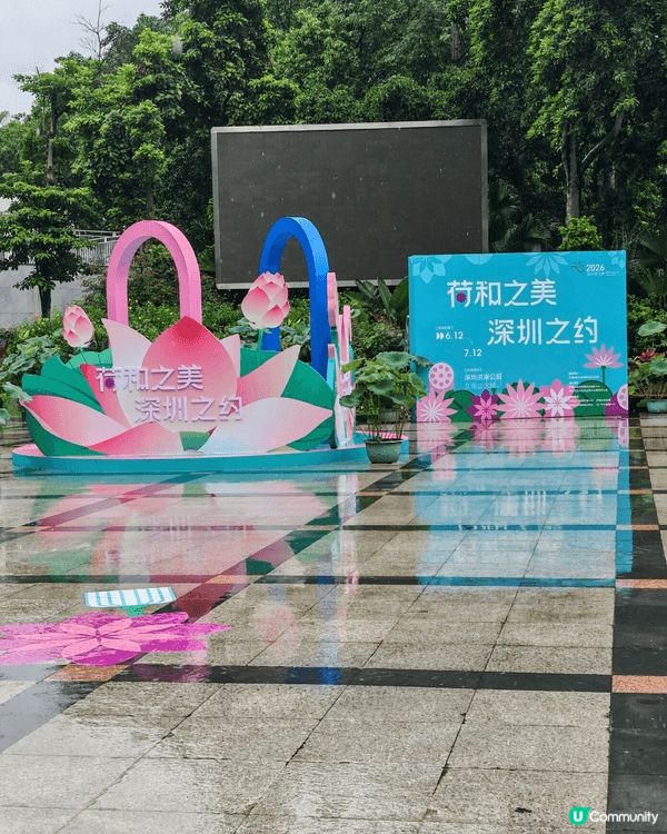 深圳洪湖公園荷花展, 各個品種荷花開得燦爛, 加上落住雨, ...