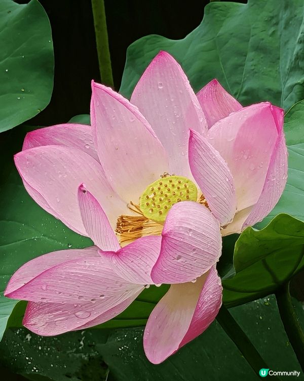 深圳洪湖公園荷花展, 各個品種荷花開得燦爛, 加上落住雨, ...