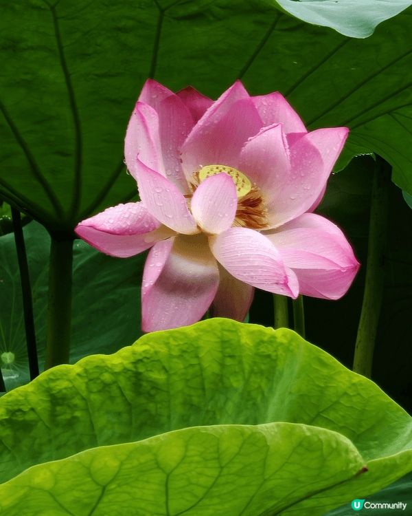 深圳洪湖公園荷花展, 各個品種荷花開得燦爛, 加上落住雨, ...