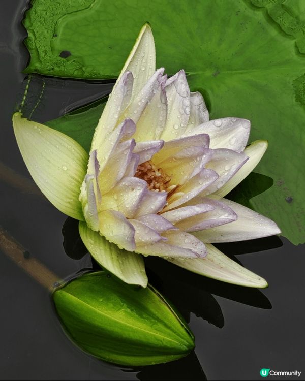 深圳洪湖公園荷花展, 各個品種荷花開得燦爛, 加上落住雨, ...