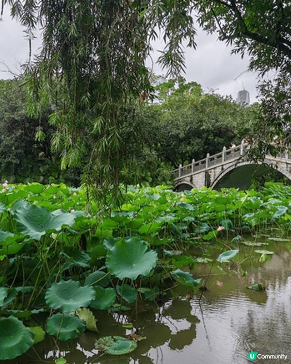 深圳洪湖公園荷花展, 各個品種荷花開得燦爛, 加上落住雨, ...