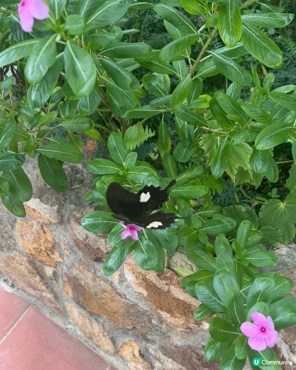 蝴蝶採蜜