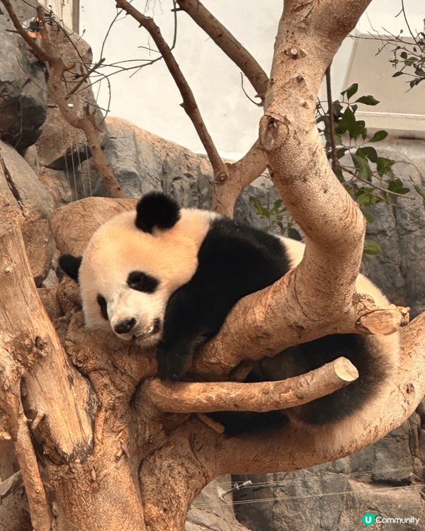 這四張相片記錄了我與海洋公園及布甸狗的美好時光！第一、二張捕...