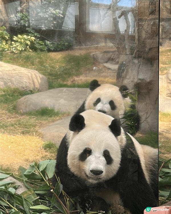 這四張相片記錄了我與海洋公園及布甸狗的美好時光！第一、二張捕...
