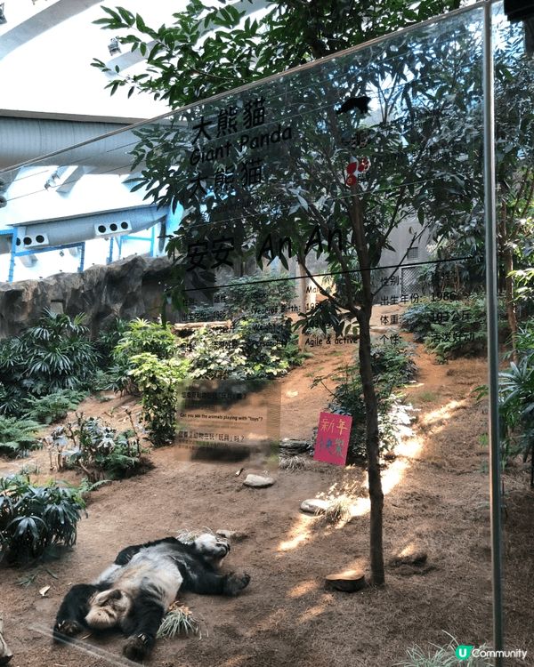 這四張相片記錄了我與海洋公園及布甸狗的美好時光！第一、二張捕...