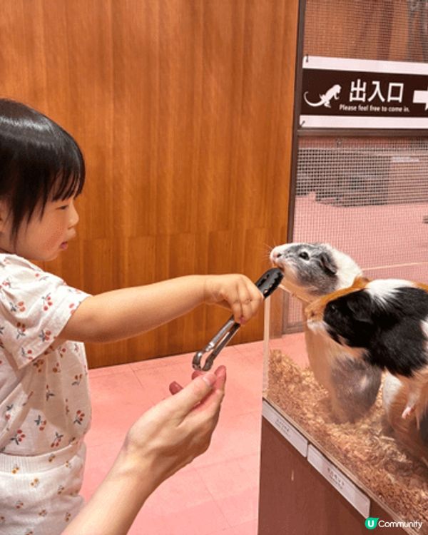 夏日炎炎，當然係去動物Cafe同小動物互動打卡啦。涼浸浸之餘...