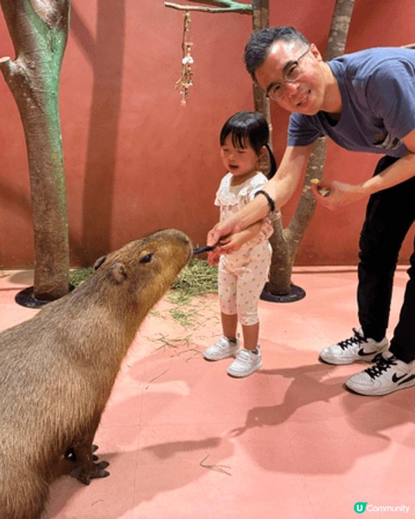 夏日炎炎，當然係去動物Cafe同小動物互動打卡啦。涼浸浸之餘...