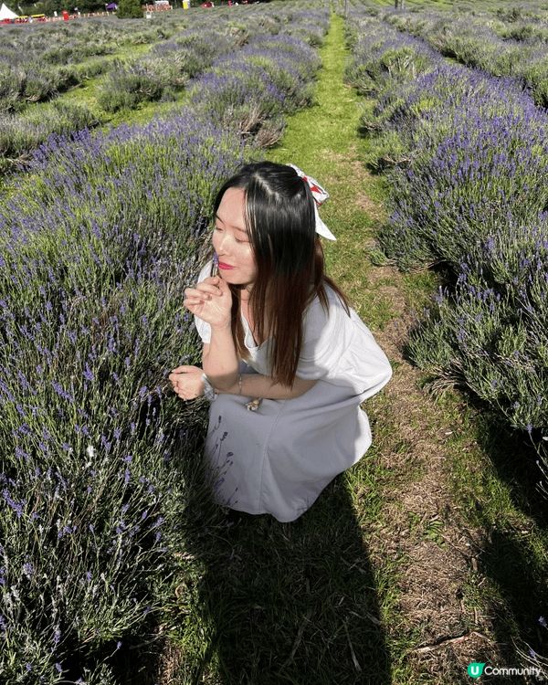 之前去迪士尼拍了不少照片，都有在外國的薰衣草原享受夏日的氣息...