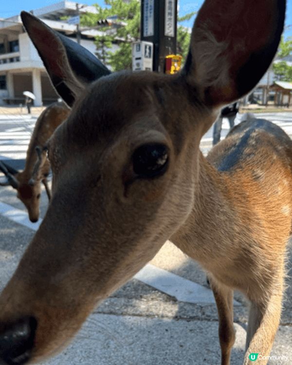 這次在日本奈良的旅程非常難忘！我們在奈良公園與可愛的小鹿近距...