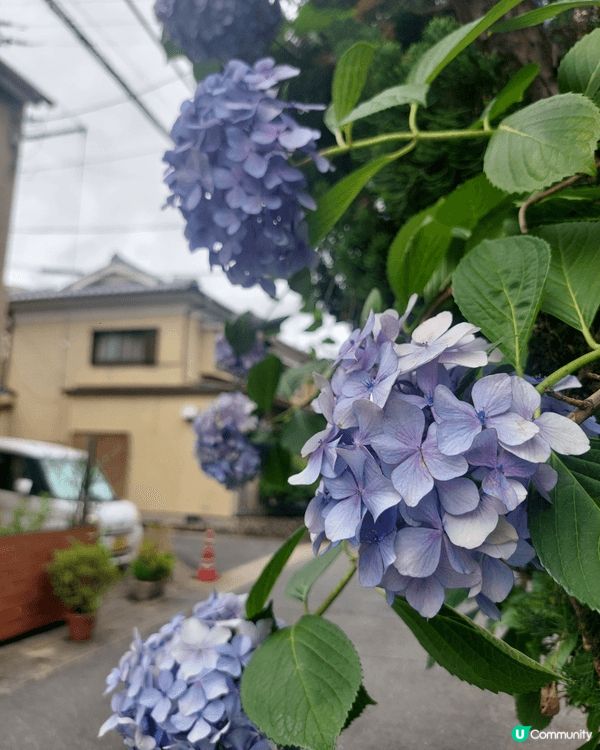 暑假去了日本大阪遊玩，其中一天到訪嵐山竹林小徑附近的景點，我...