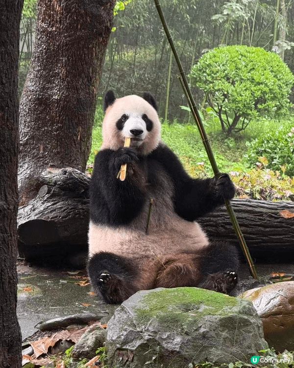 以上是成都，去了熊貓館參觀熊貓，仲有當地嘅成都特色美食，很值...