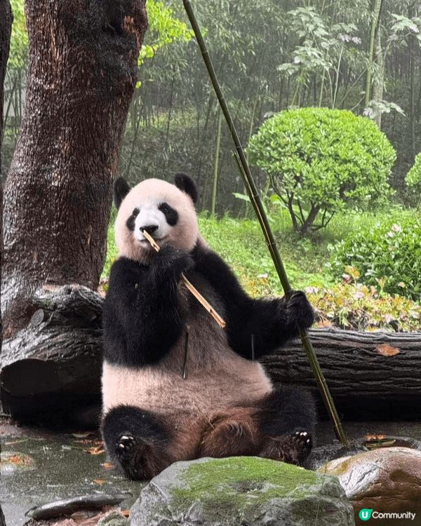 以上是成都，去了熊貓館參觀熊貓，仲有當地嘅成都特色美食，很值...