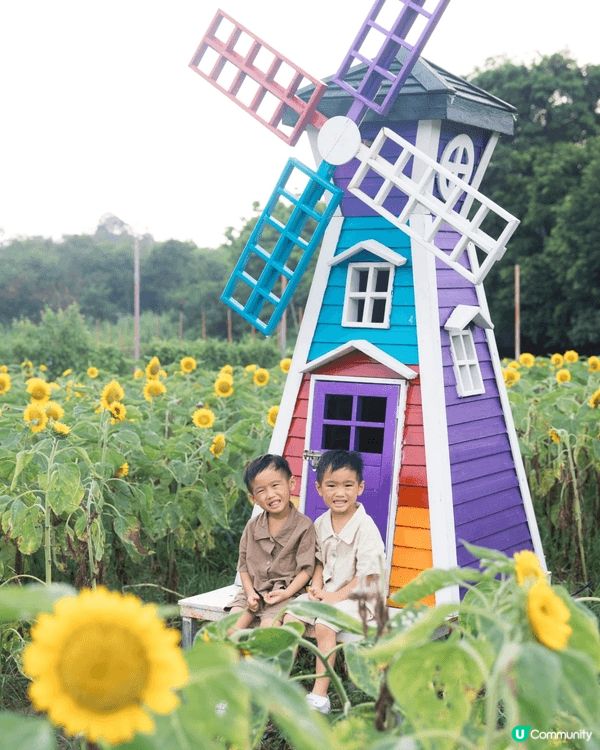 這是元朗新田的信芯園 有一大片的向日葵花田 非常美麗 適合情...