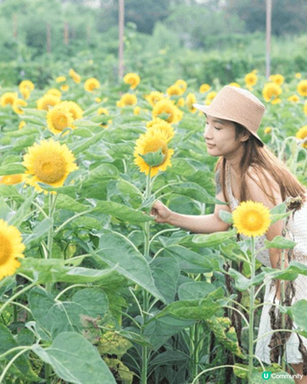 這是元朗新田的信芯園 有一大片的向日葵花田 非常美麗 適合情...