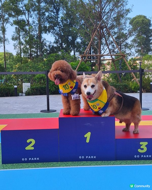 萌寵夏運會！🐶💦 放電打卡必去！