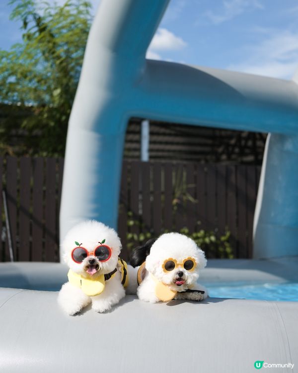 夏天必去🐶💦 小巴直達！