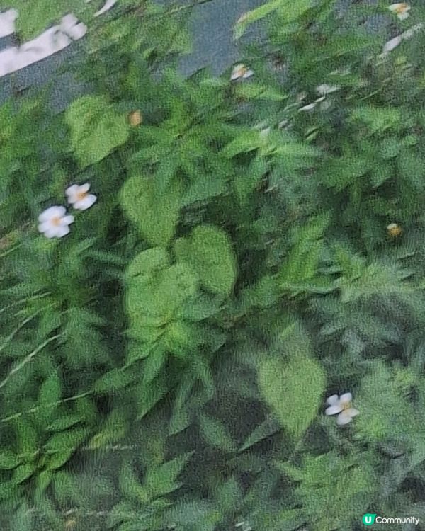 巴士上見到靚花花