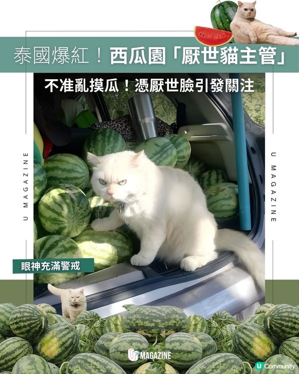 泰國爆紅！西瓜園「厭世貓主管」｜ 不准亂摸瓜！憑厭世臉引發關注                                                    