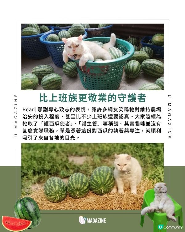 泰國爆紅！西瓜園「厭世貓主管」｜ 不准亂摸瓜！憑厭世臉引發關注                                                    