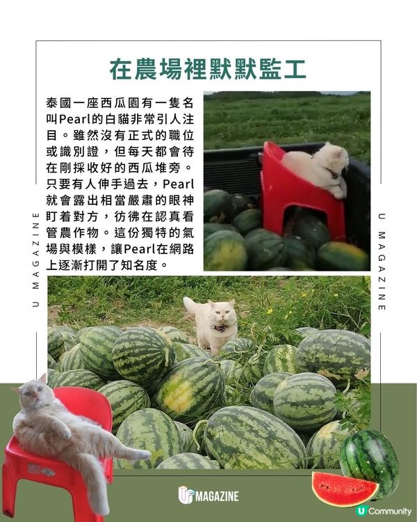 泰國爆紅！西瓜園「厭世貓主管」｜ 不准亂摸瓜！憑厭世臉引發關注                                                    